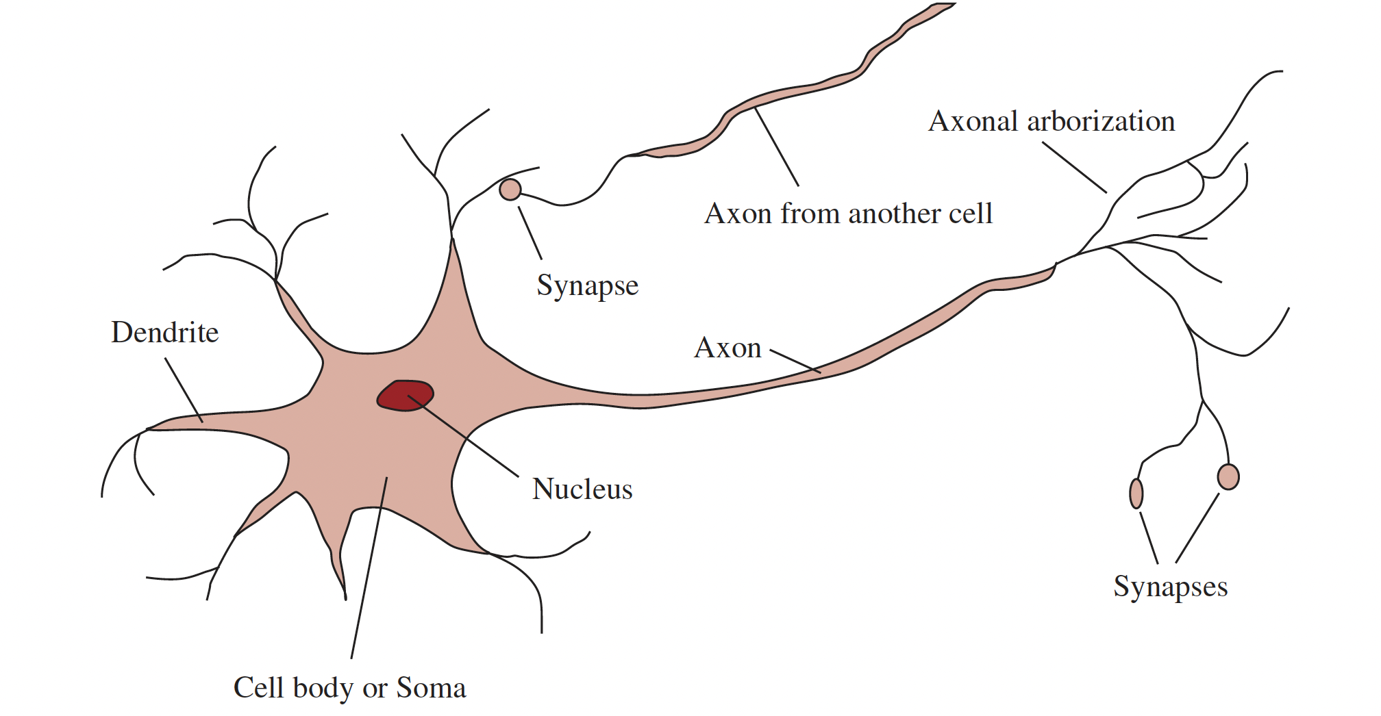 Diagram of a biological neuron